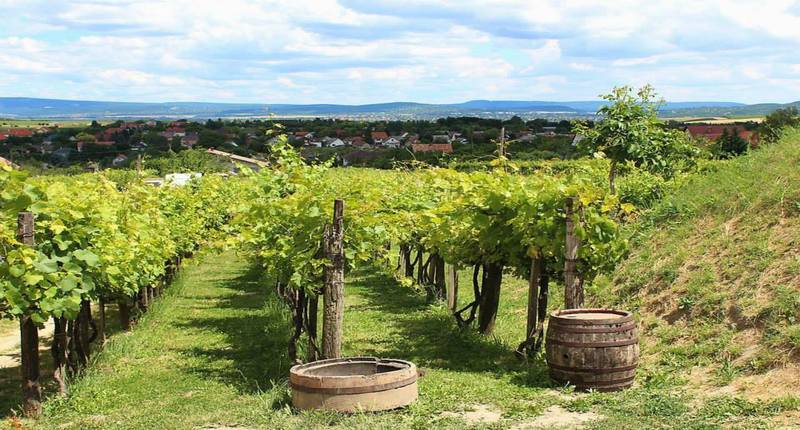 Hungary Etyek wine region with wine tasting near Budapest